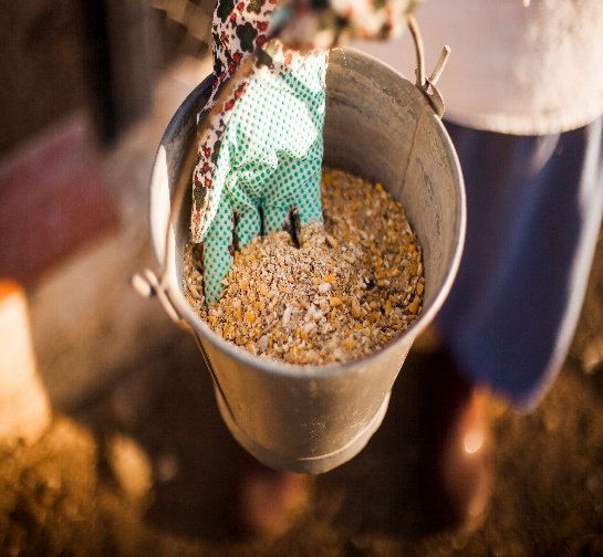 Poultry Feed
